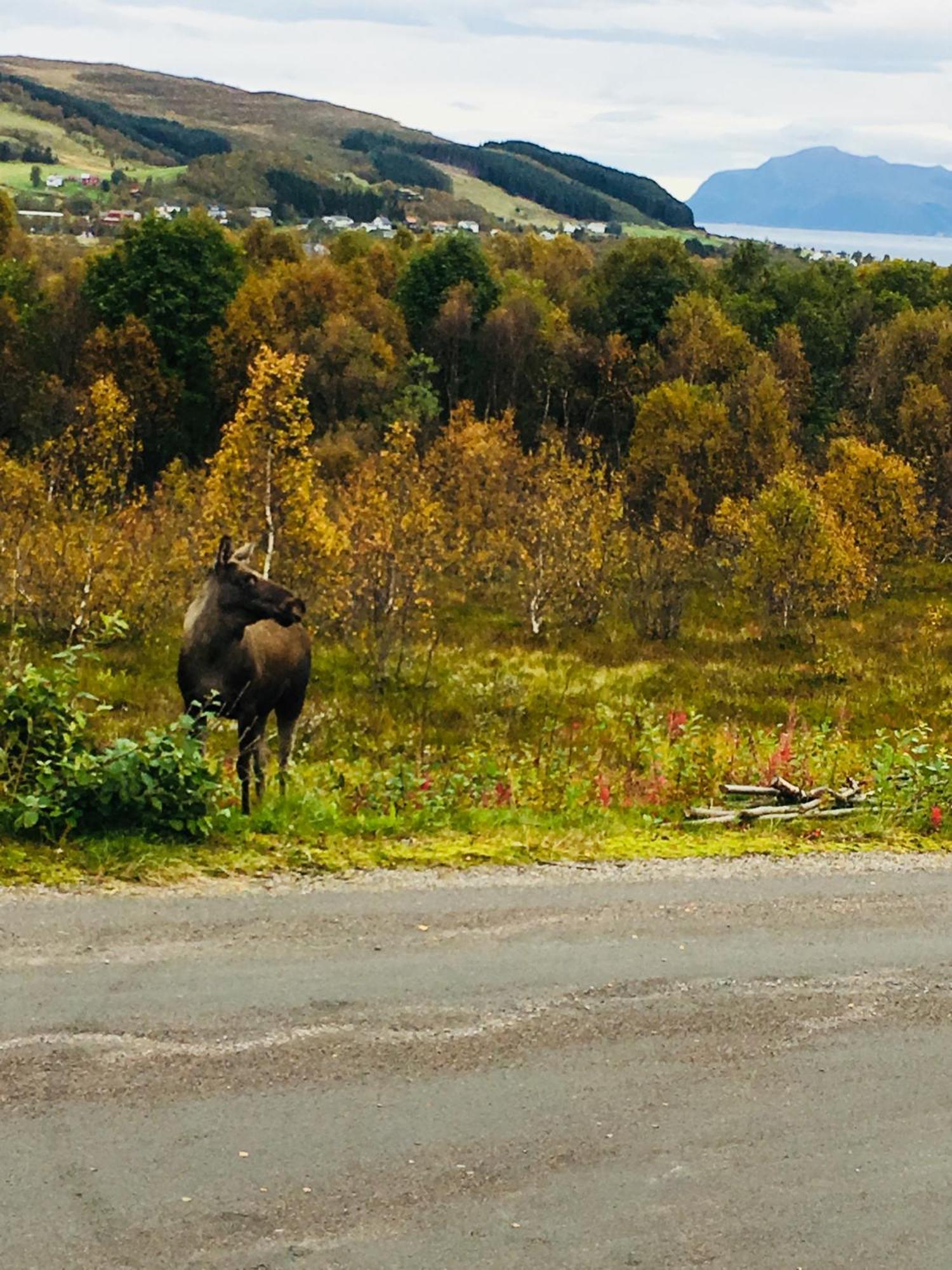 Sortland Camping Og Motell As Экстерьер фото